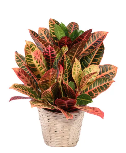 Small Croton House Plant Small Croton House Plant