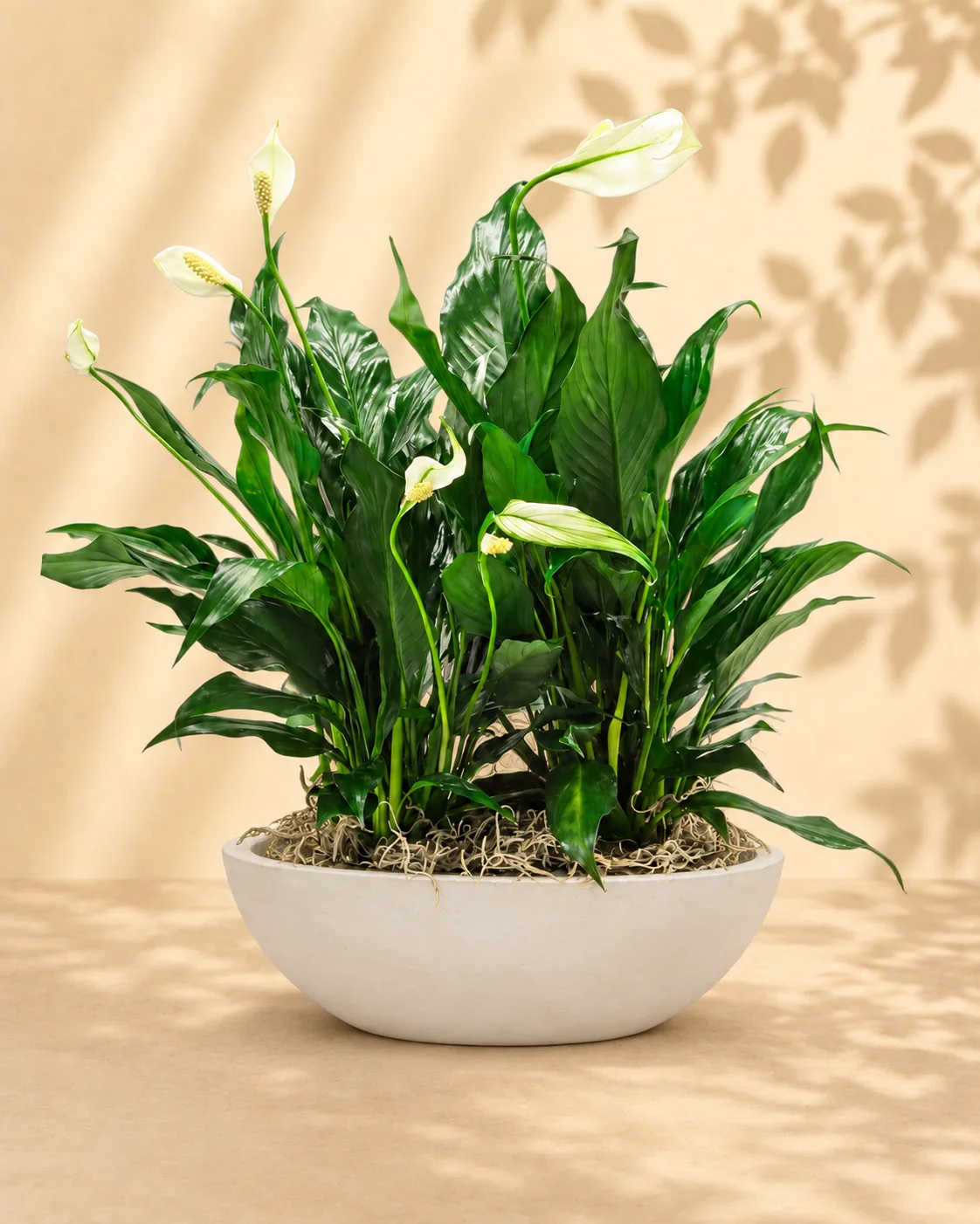Elegant Peace Lilly Elegant Peace Lilly