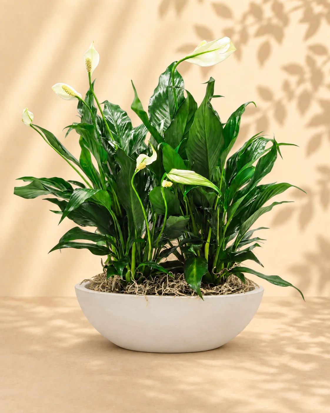 Elegant Peace Lilly