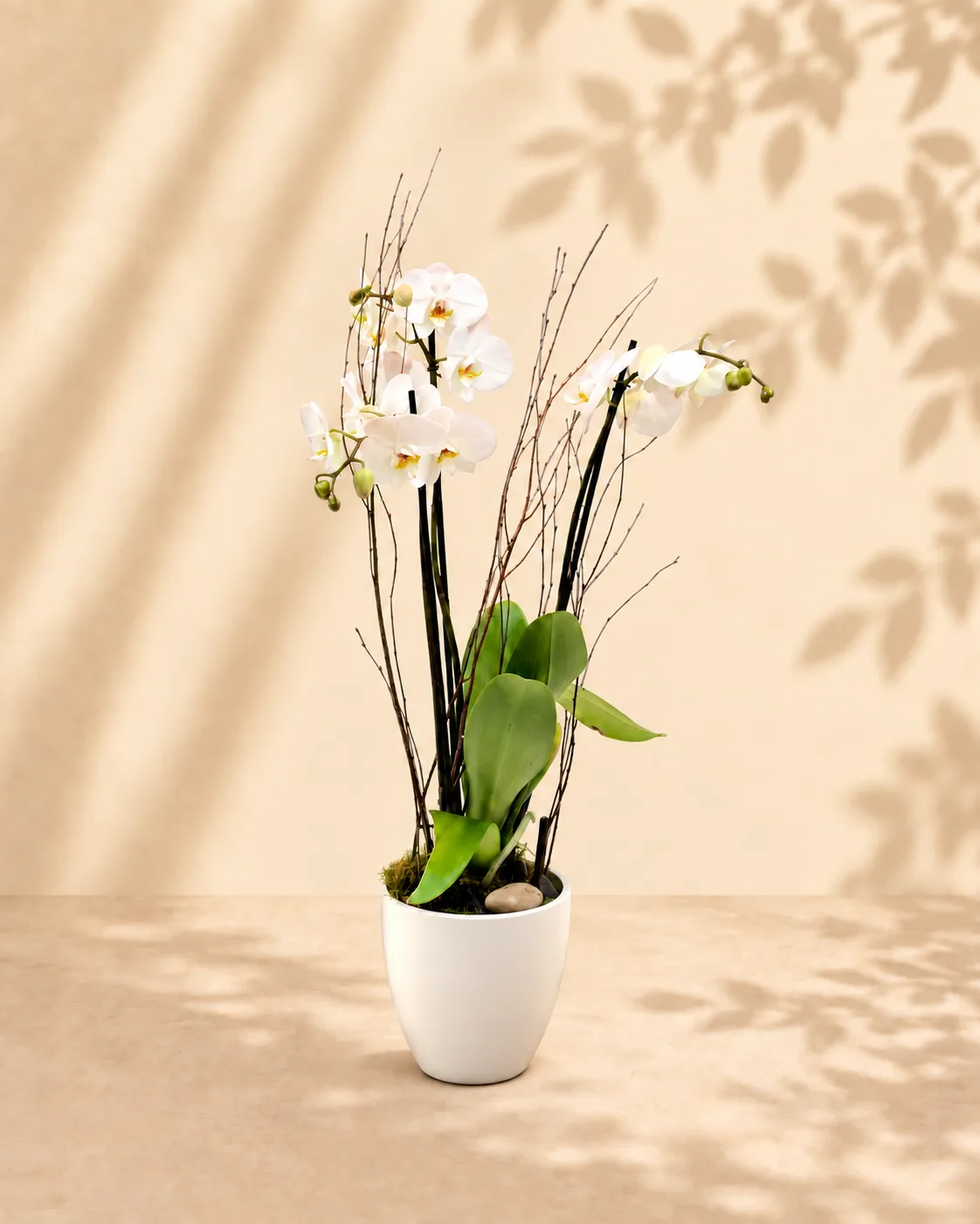 The Orchid The Orchid