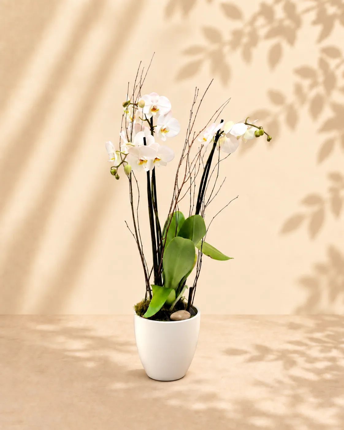 The Orchid