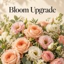 Bloom Upgrade image