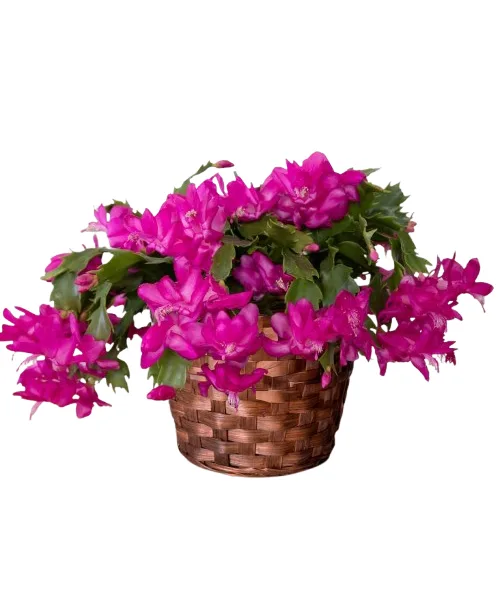 Christmas Cactus Christmas Cactus
