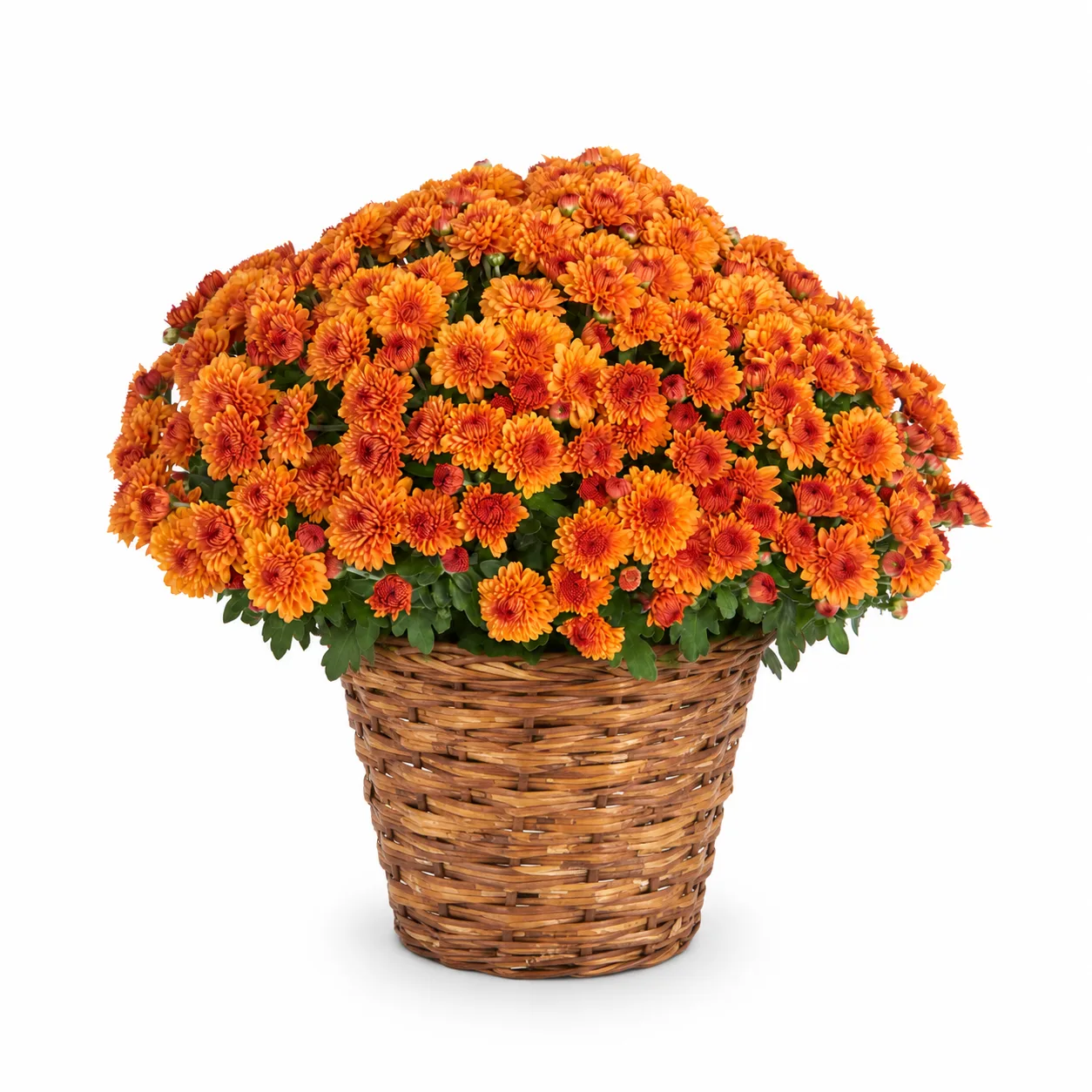 Seasonal Mum Plant Seasonal Mum Plant