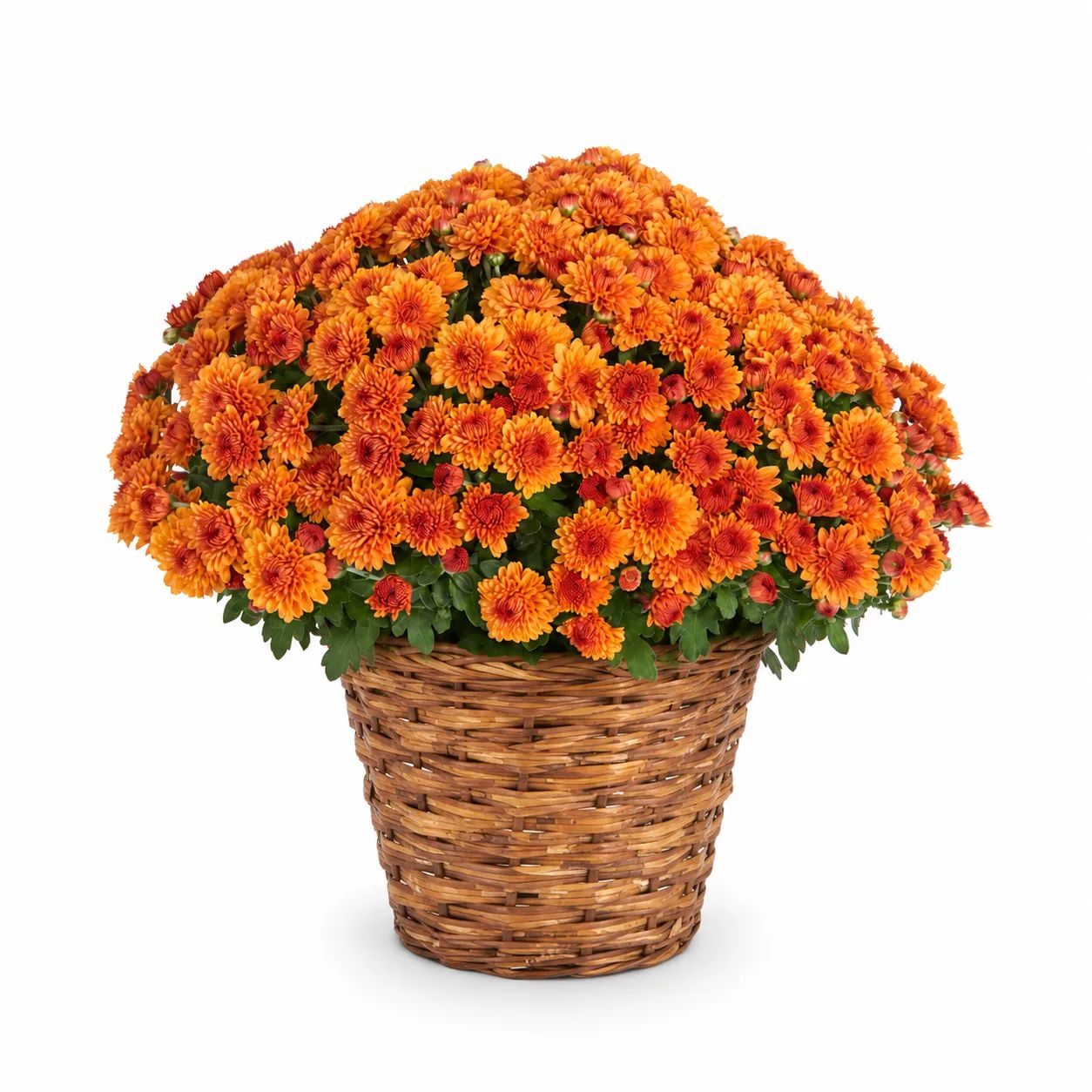 Seasonal Mum Plant