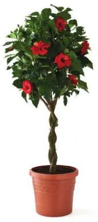 Hibiscus Tree Hibiscus Tree