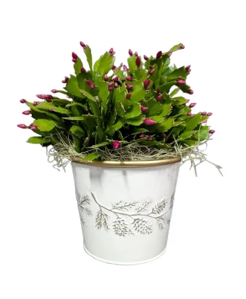 Christmas Cactus Upgraded Christmas Cactus Upgraded