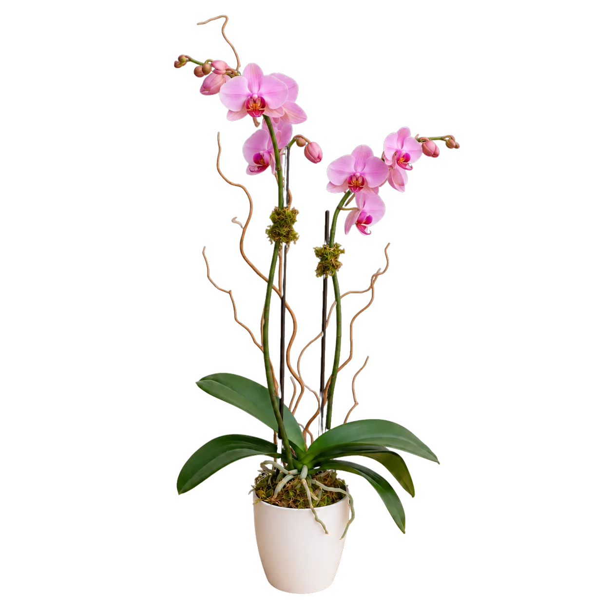 Blooming Orchid Blooming Orchid
