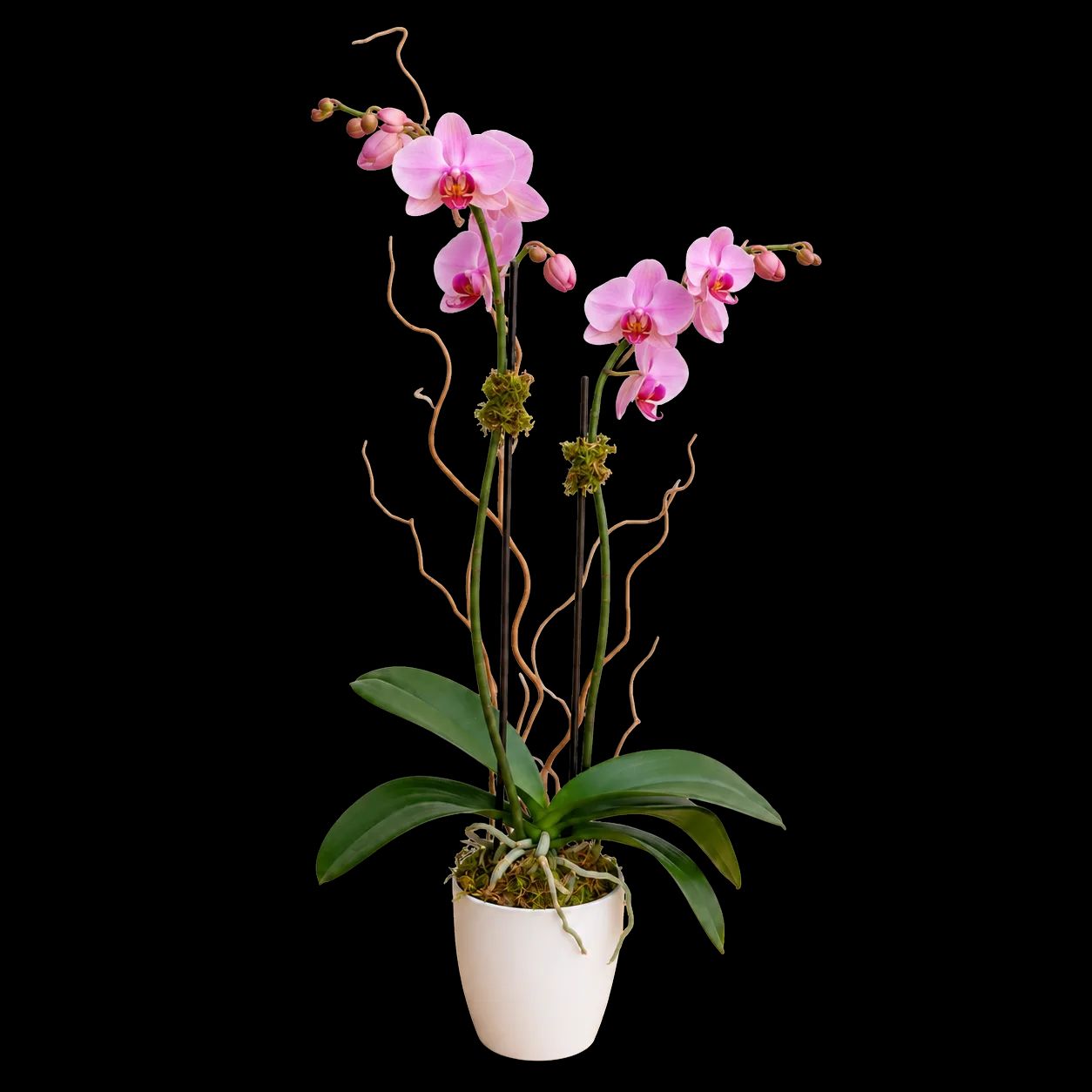 Blooming Orchid
