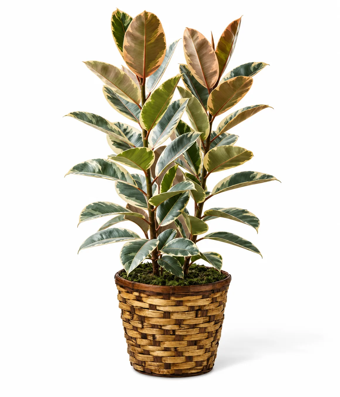 Tineke Rubber Plant Tineke Rubber Plant