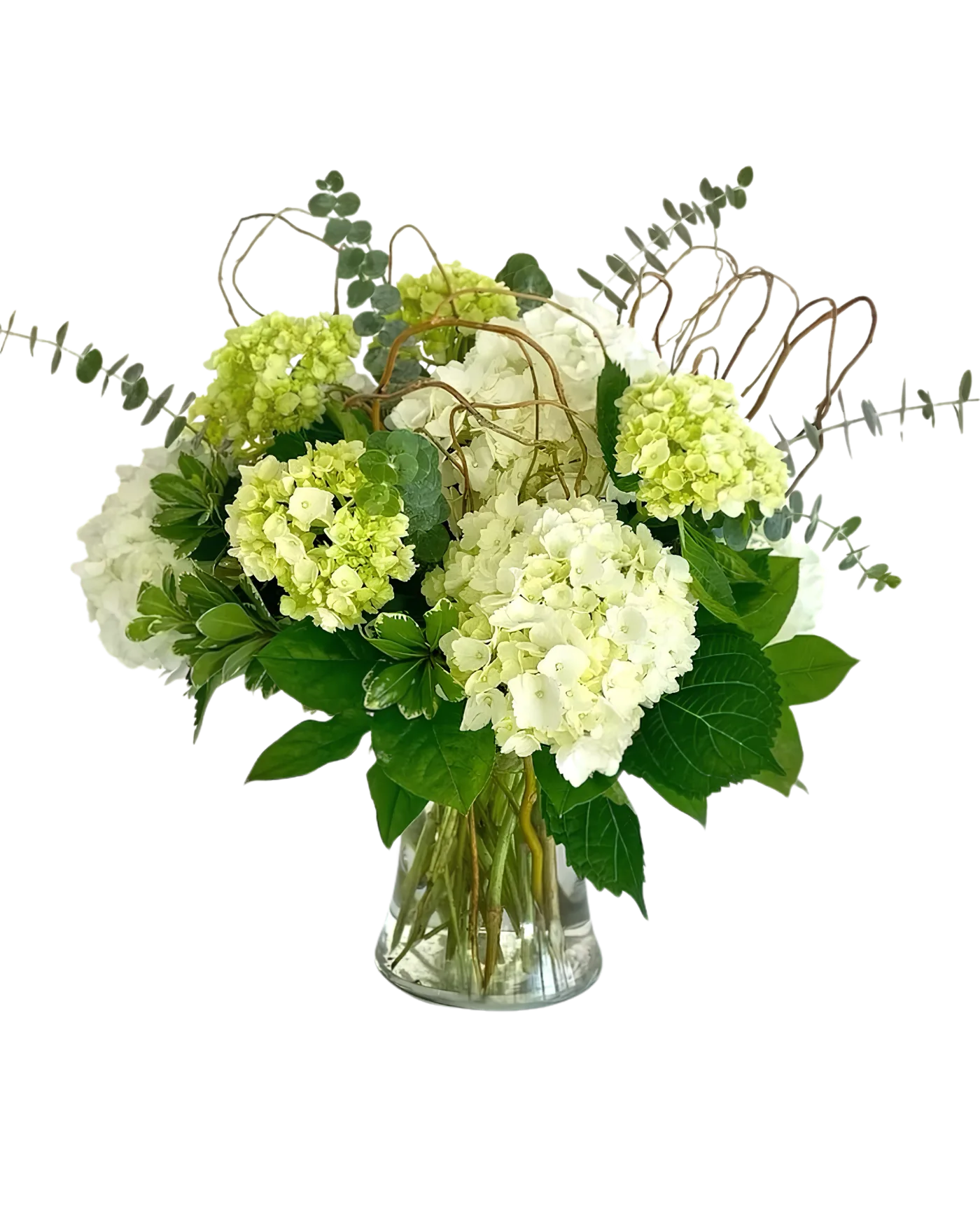 Hydrangea Harmony Hydrangea Harmony