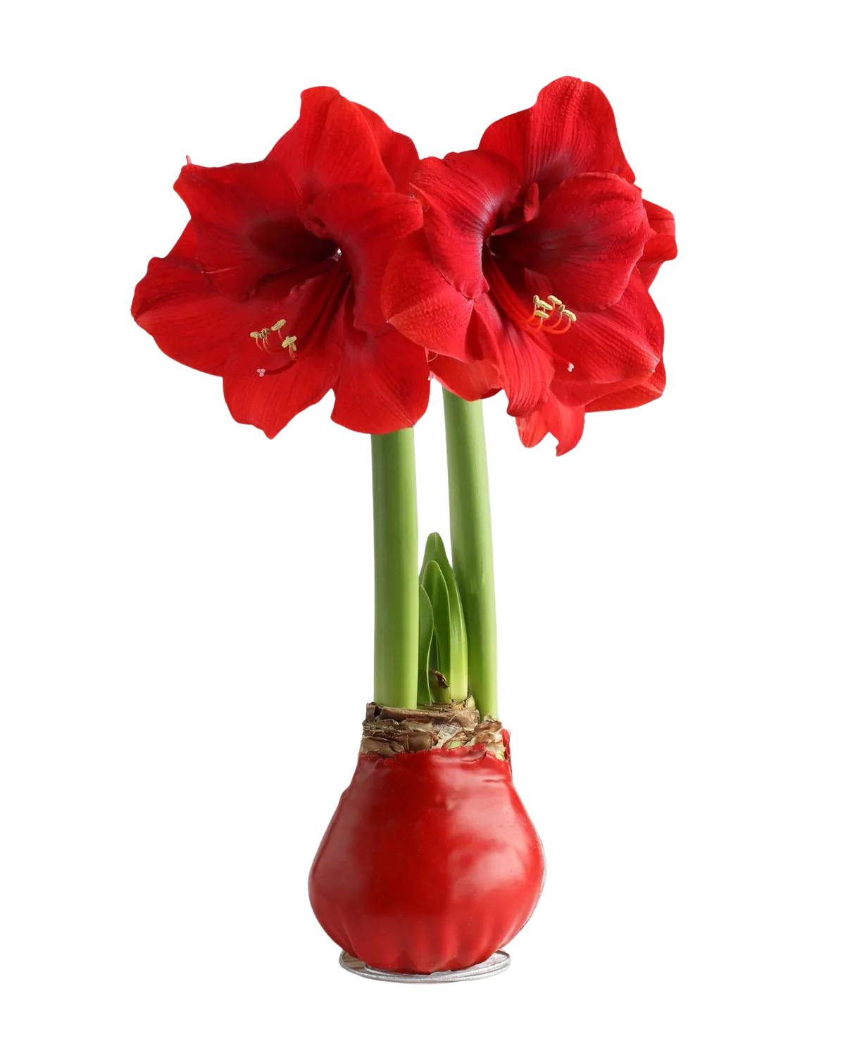 Waxed Amaryllis Bulb Waxed Amaryllis Bulb