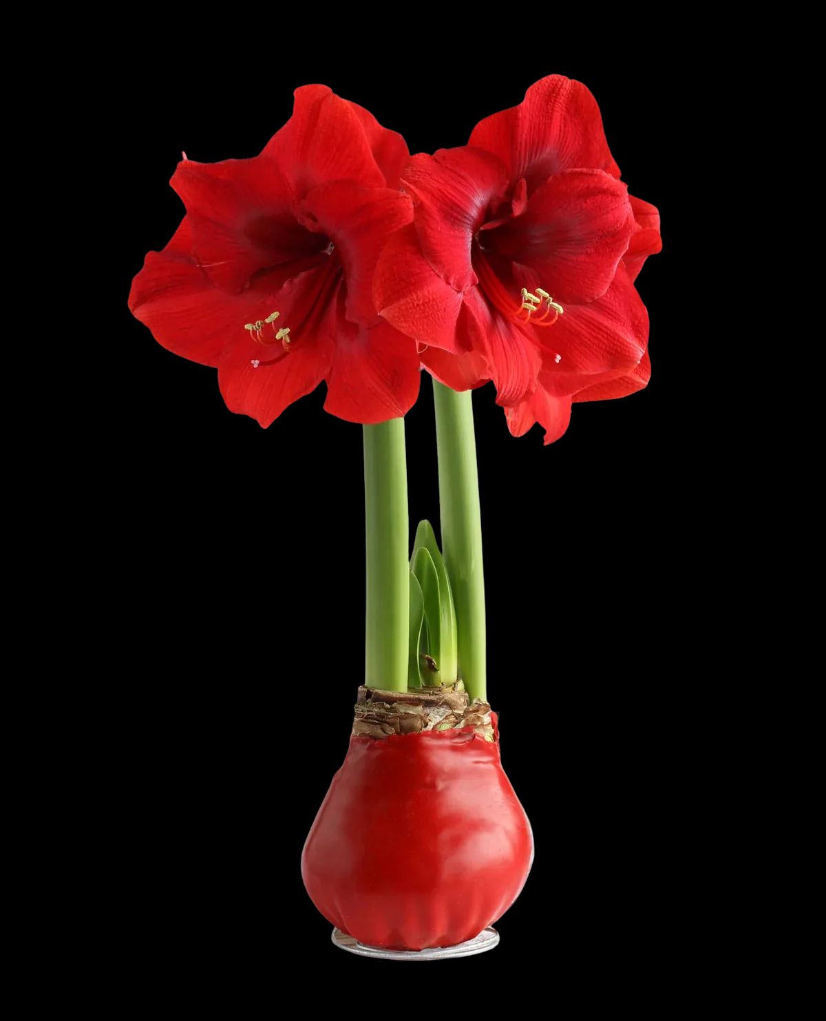 Waxed Amaryllis Bulb