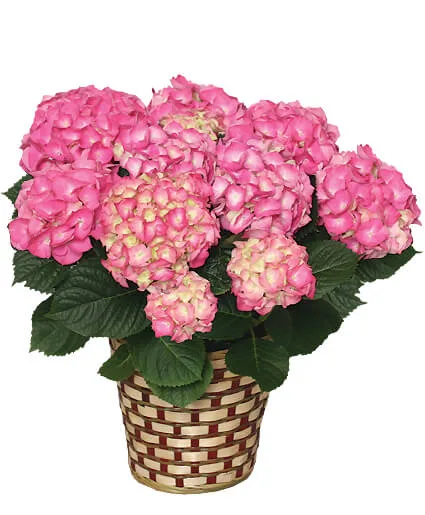 Blooming Hydrangea Plant Blooming Hydrangea Plant
