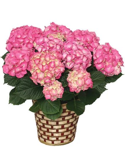 Blooming Hydrangea Plant
