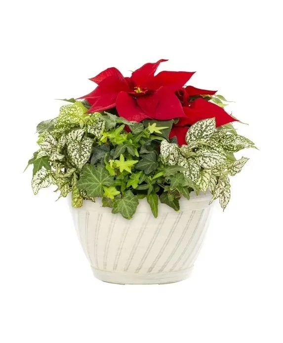 Poinsettia Garden
