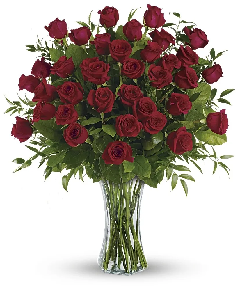 3 Dozen Red Roses 3 Dozen Red Roses