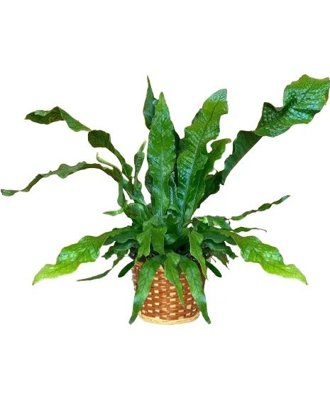 Crocodile Fern