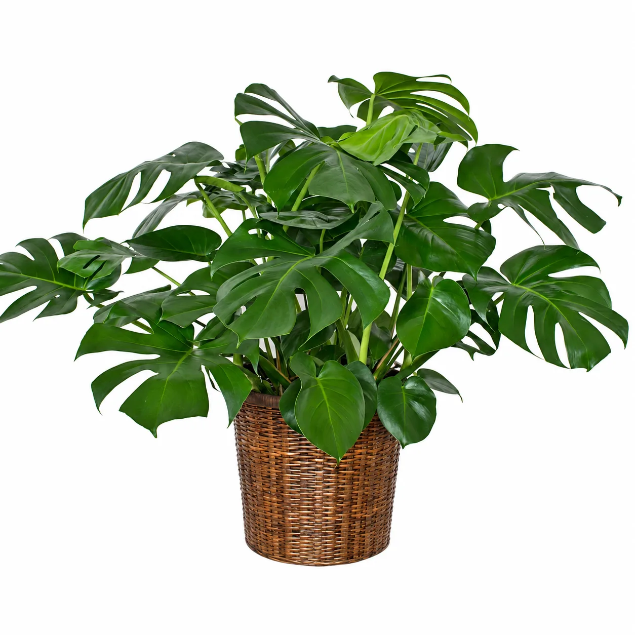 Split Leaf Philodendron Plant Split Leaf Philodendron Plant