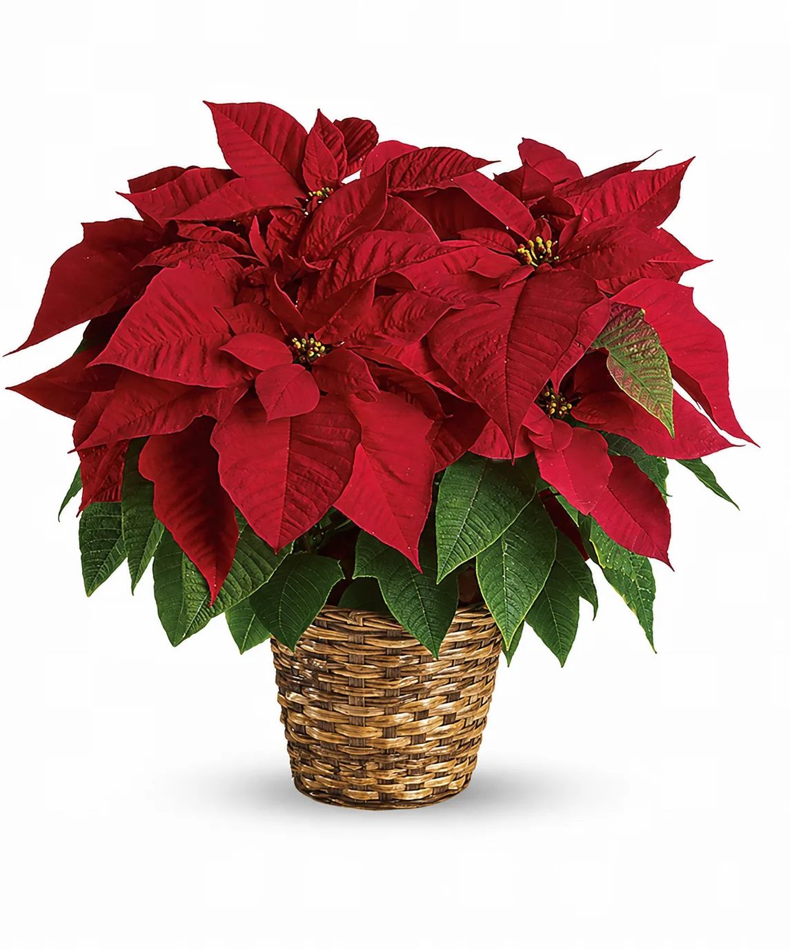 Standard Poinsettia Plant