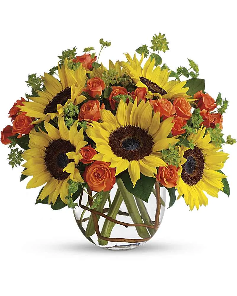 Season of Sunflowers Season of Sunflowers