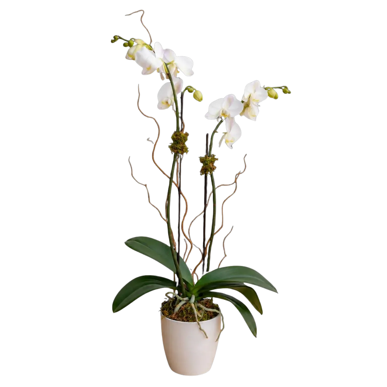 Blooming Orchid Blooming Orchid