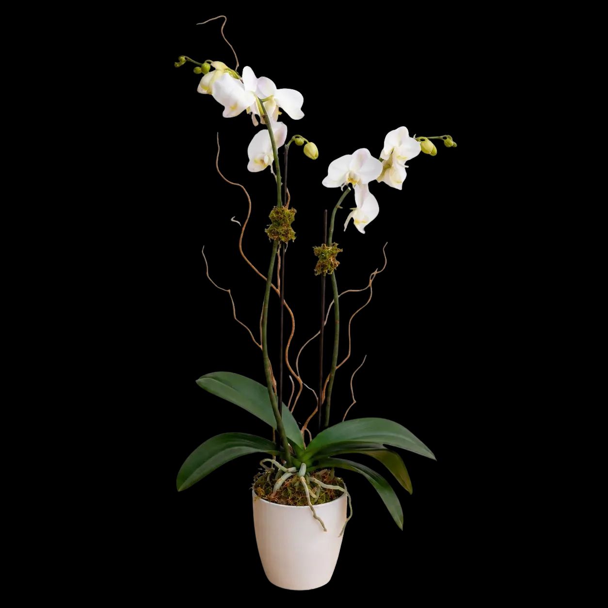 Blooming Orchid