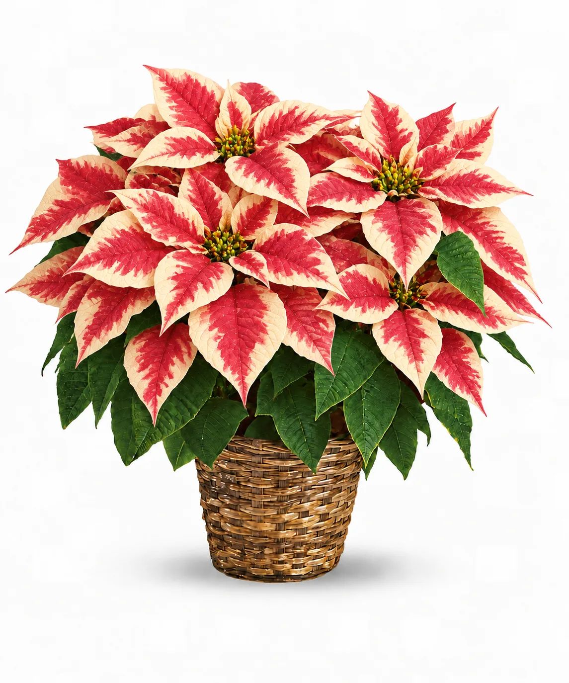 Standard Poinsettia Plant