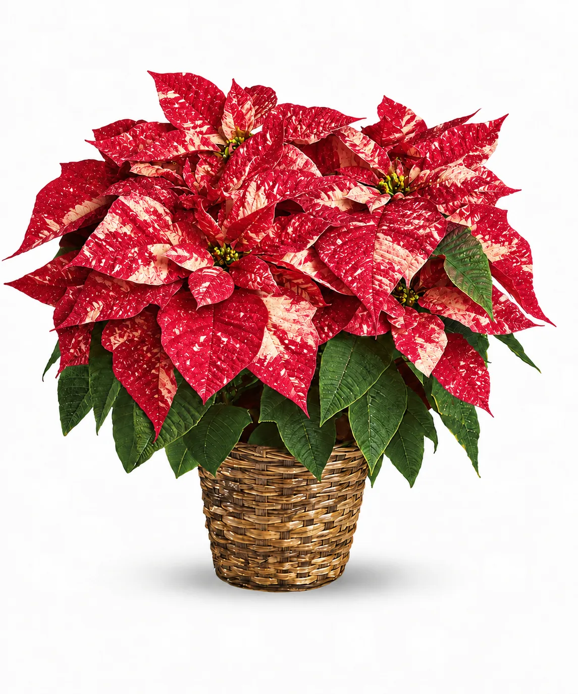 Standard Poinsettia Plant Standard Poinsettia Plant