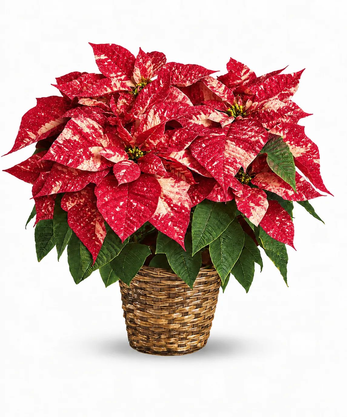 Standard Poinsettia Plant