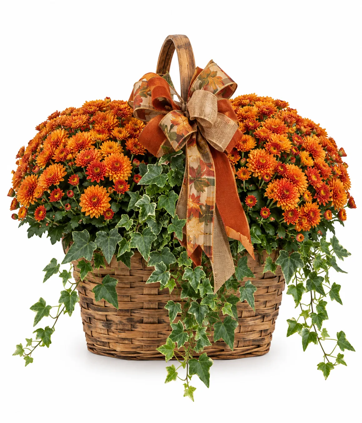 Seasonal Mum Plant Seasonal Mum Plant