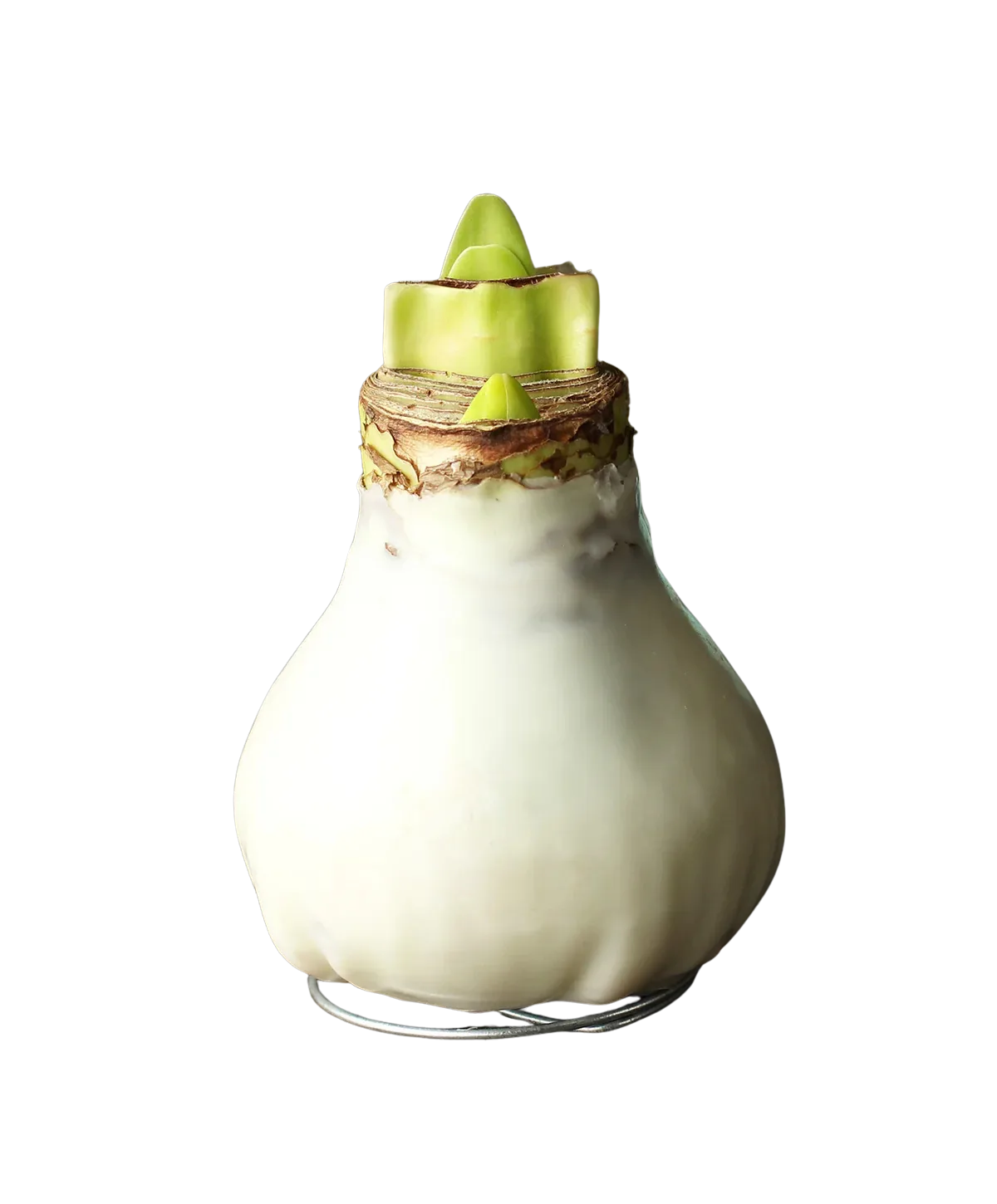 Waxed Amaryllis Bulb Waxed Amaryllis Bulb