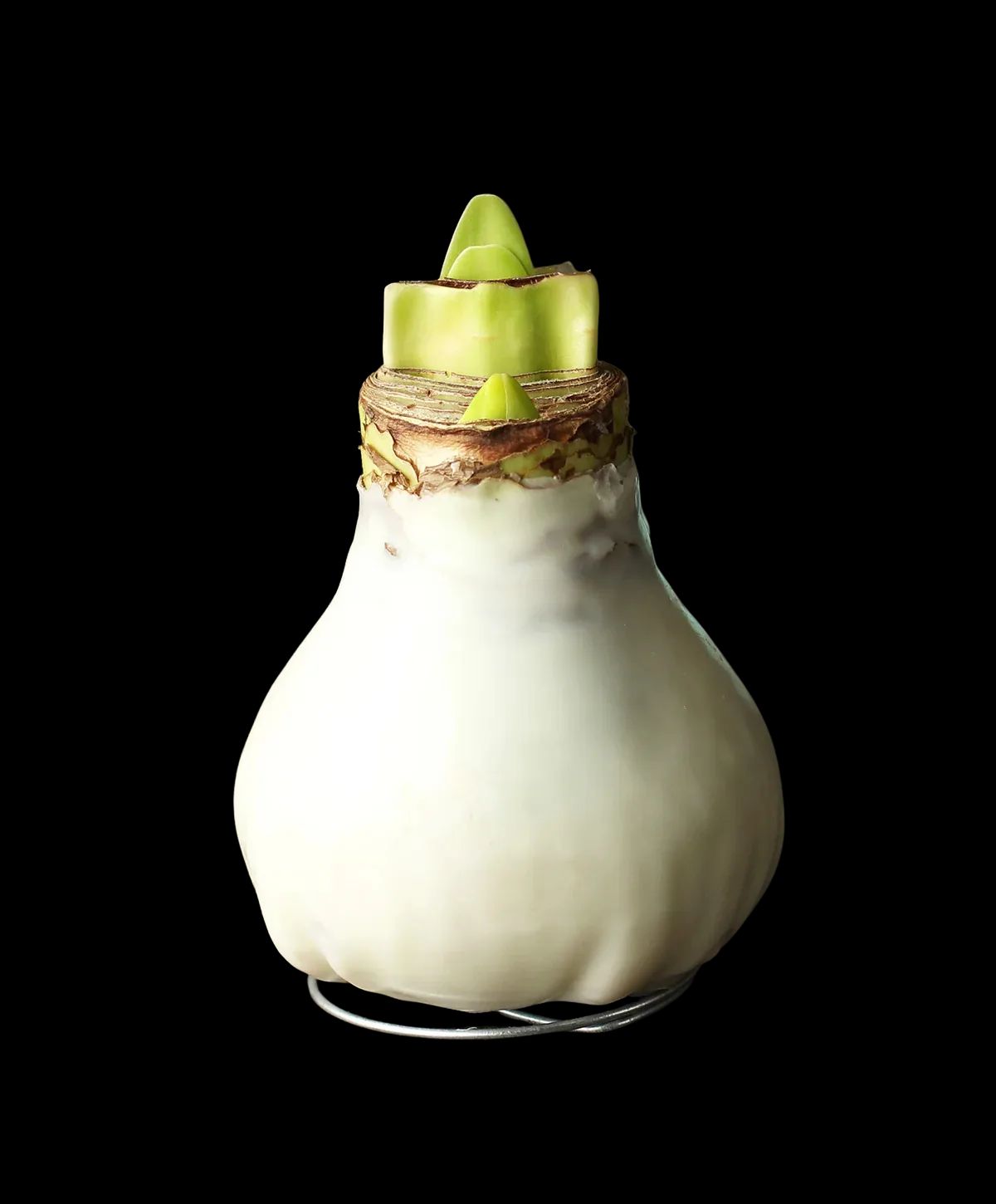 Waxed Amaryllis Bulb