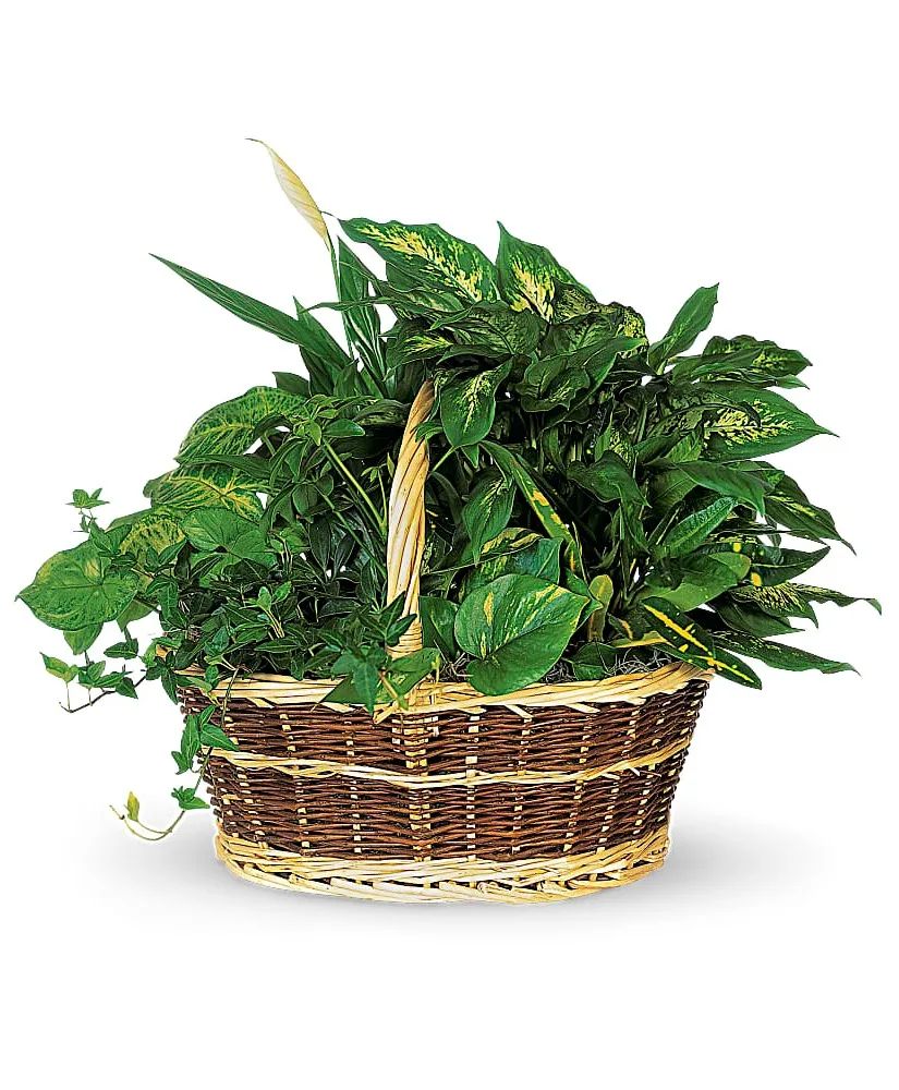Green Garden Basket