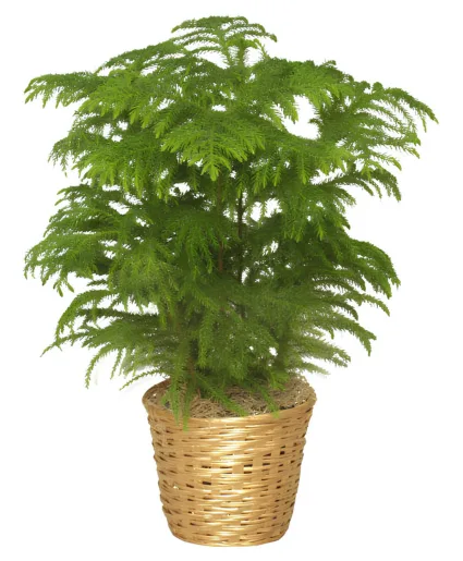 Norfolk Pine Plant Norfolk Pine Plant