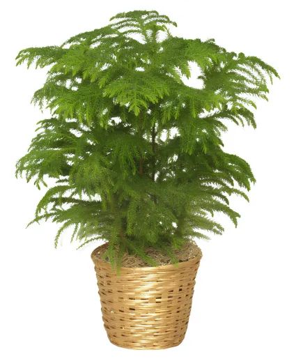 Norfolk Pine Plant
