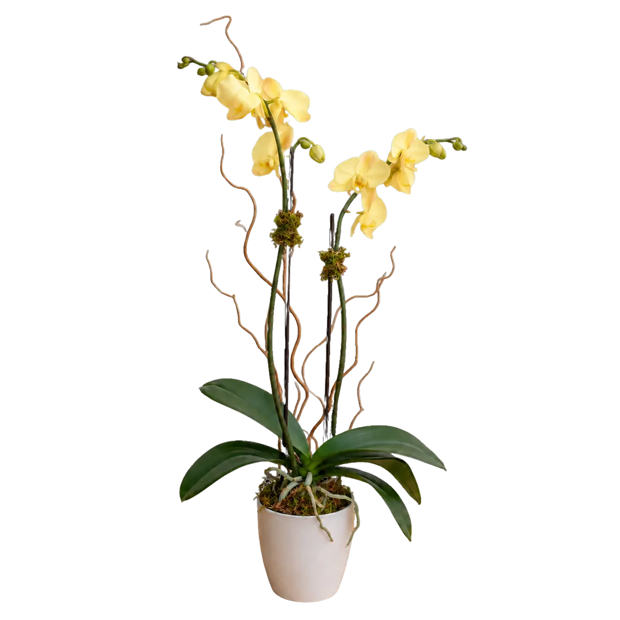 Blooming Orchid Blooming Orchid