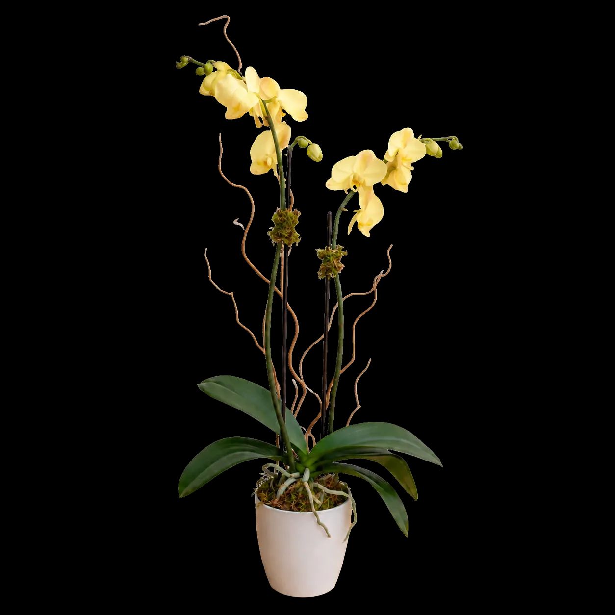 Blooming Orchid