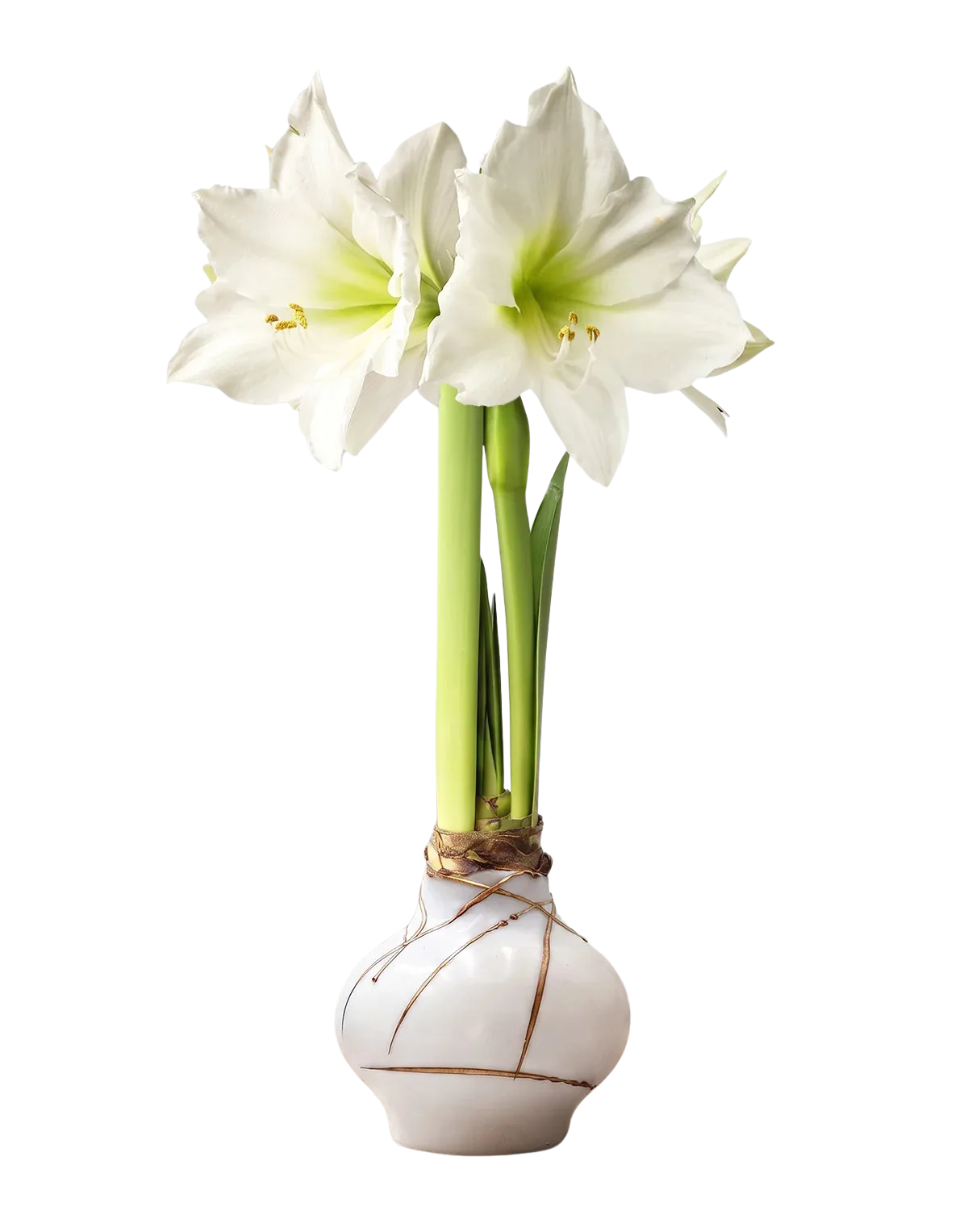 Waxed Amaryllis Bulb Waxed Amaryllis Bulb