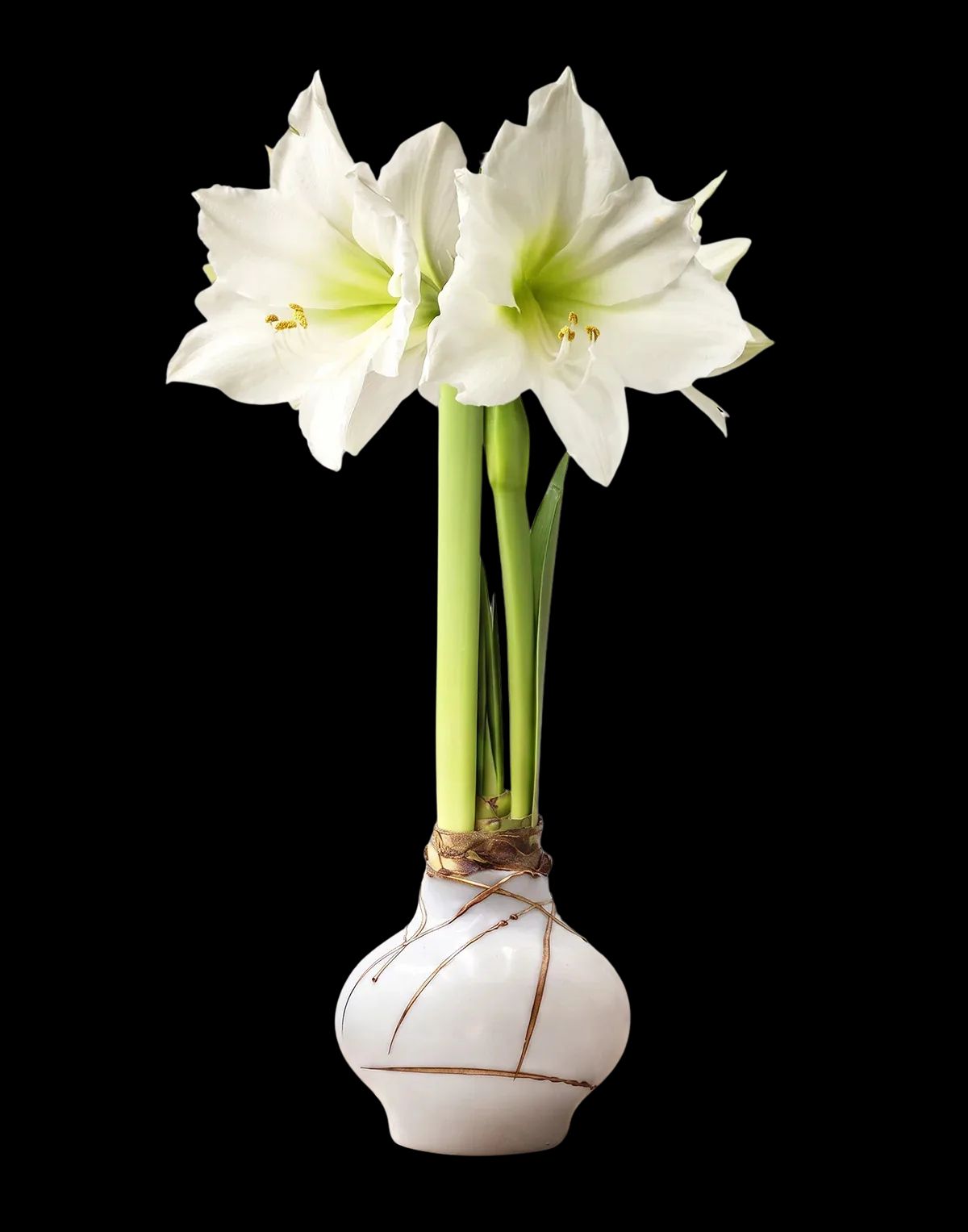 Waxed Amaryllis Bulb