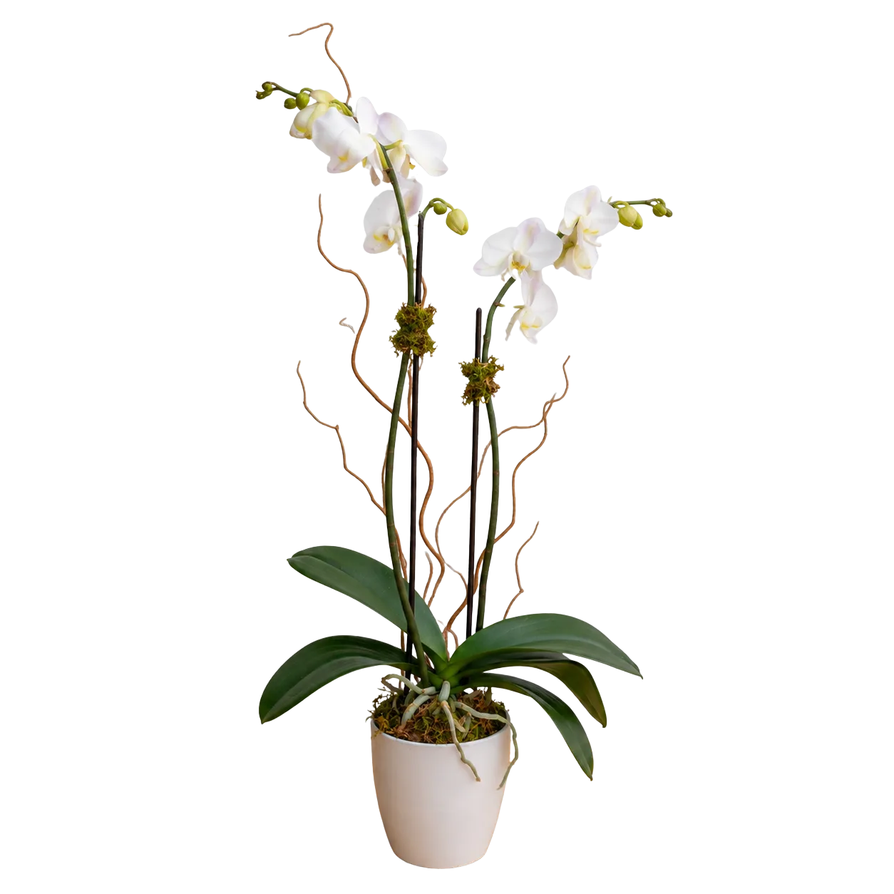 Blooming Orchid Blooming Orchid