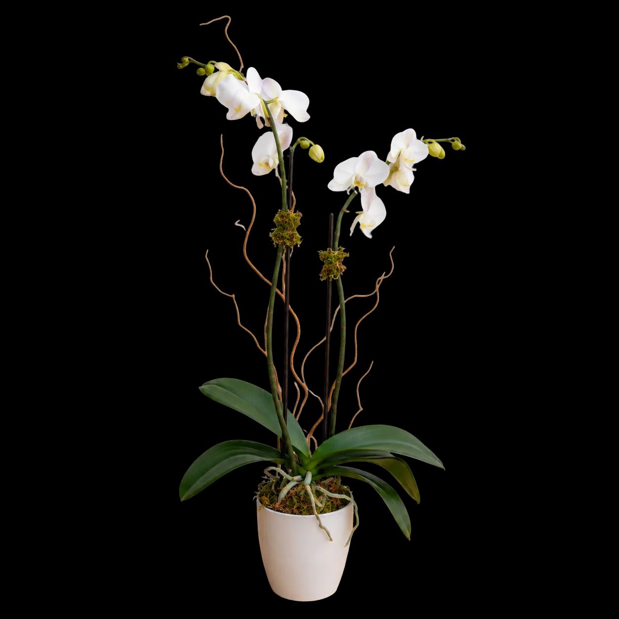 Blooming Orchid