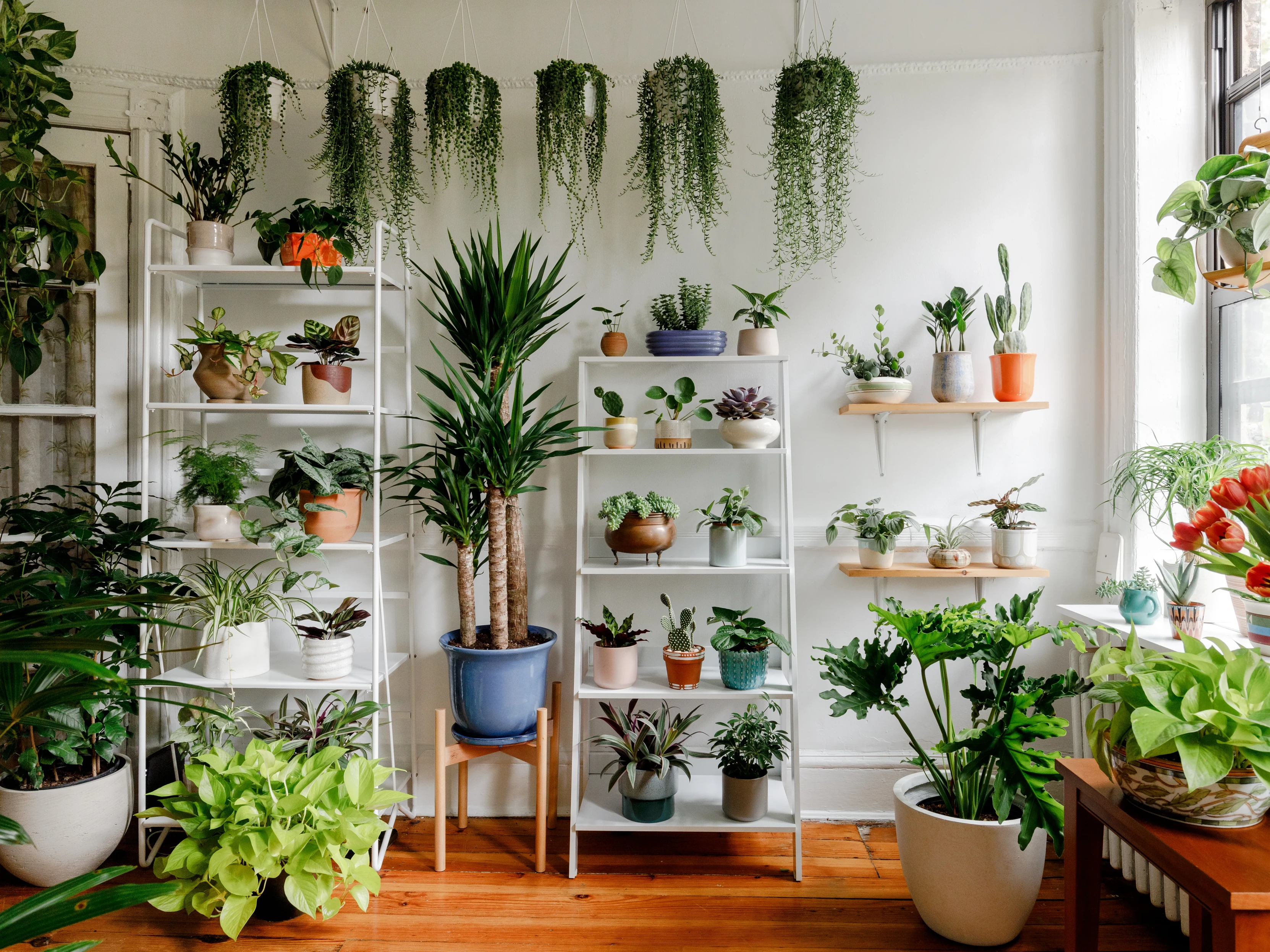 Plants collection Plants collection