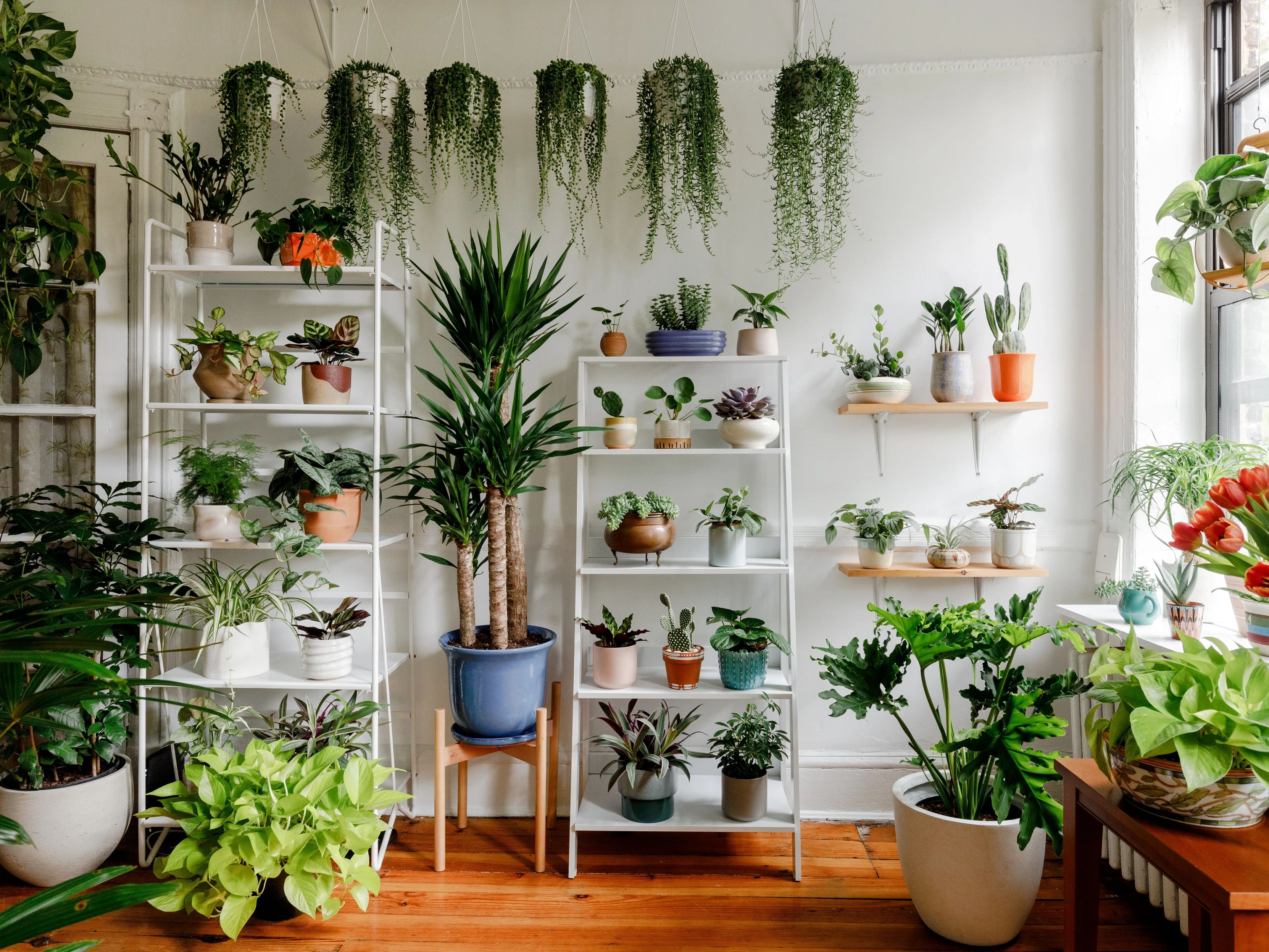 Plants collection