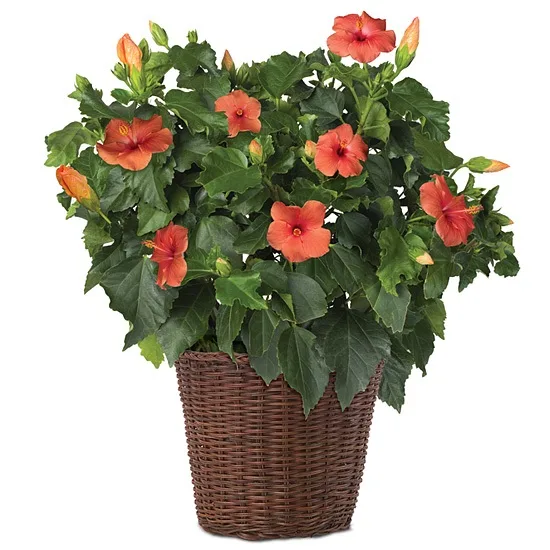 Hibiscus Bush Plant Hibiscus Bush Plant