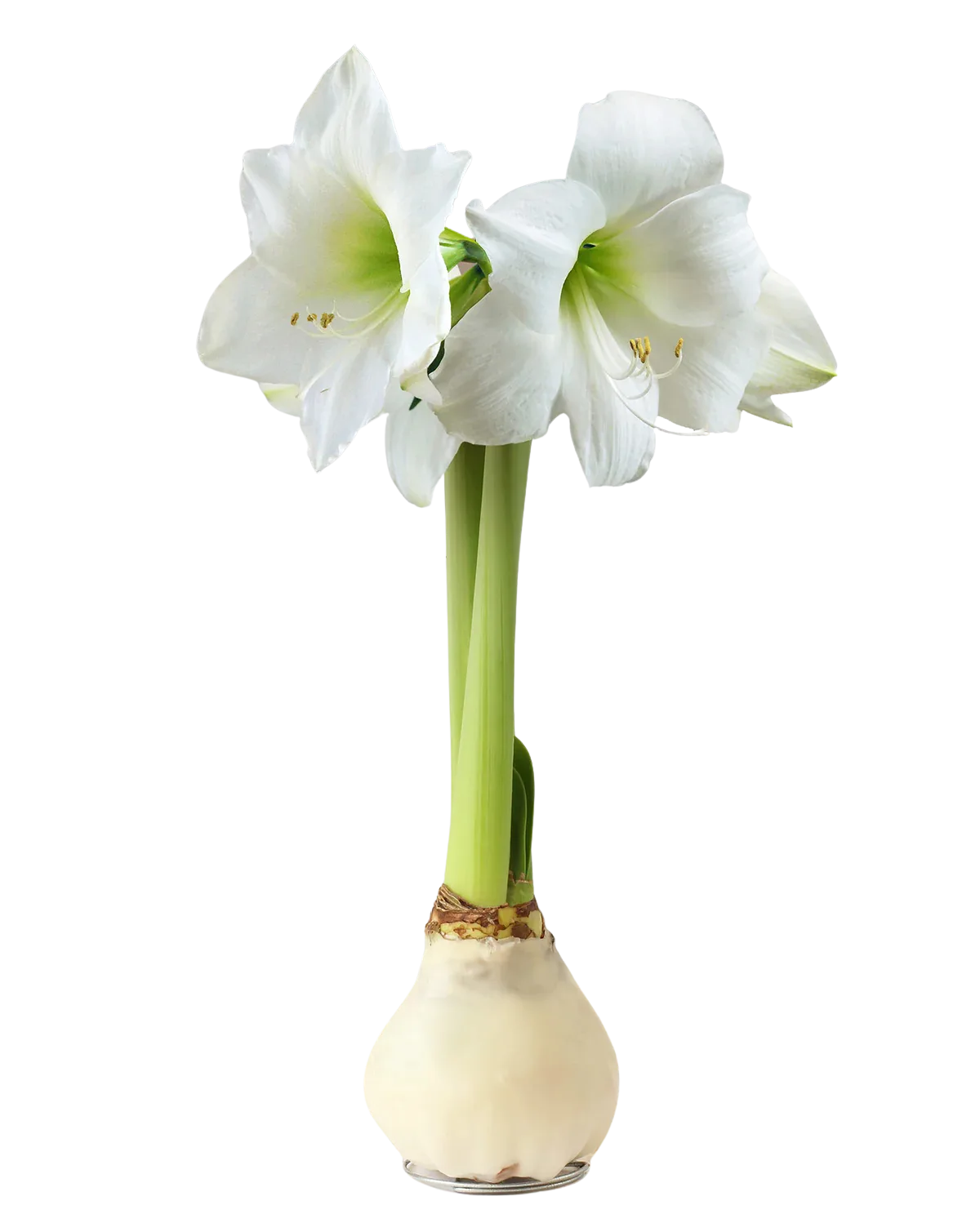 Waxed Amaryllis Bulb Waxed Amaryllis Bulb