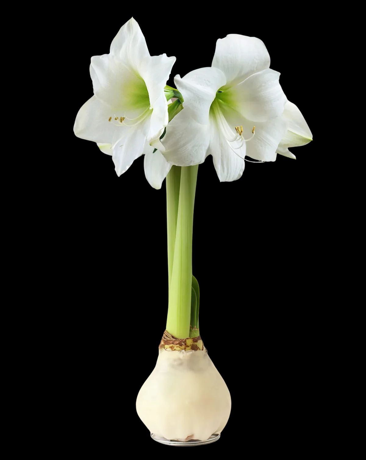 Waxed Amaryllis Bulb