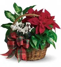 Holiday Plant Basket Blooming Plants Holiday Plant Basket Blooming Plants