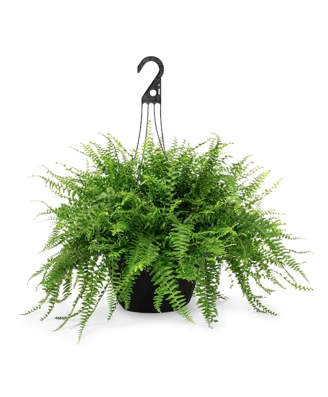 Hanging Boston Fern Plant Hanging Boston Fern Plant