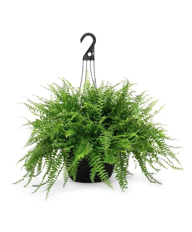 Hanging Boston Fern Plant